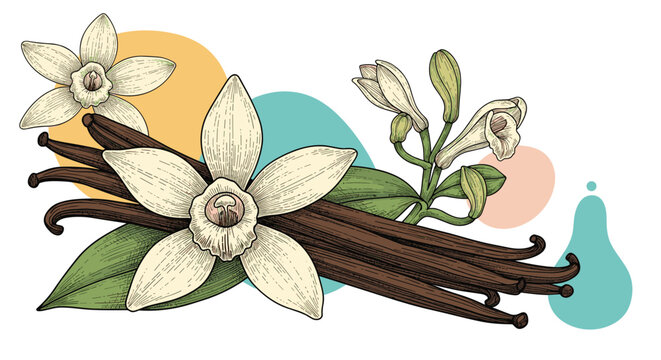 Engraved vector illustration of vanilla flowers and brown pods with abstract colorful shapes on white background.