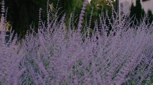 Beautiful Blooming Russian Sage Bush in the Garden