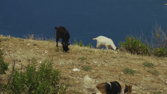 Domestic Goats And Shepherd Dog Grazing On Dry Grassy Hillside Pasture Near Deep Blue Sea. Coastal Mountain Slope Agriculture Farming 