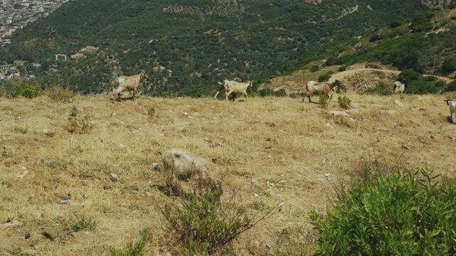 Herd Of Domestic Goats Grazing On Dry Grassy Hillside Pasture. Agriculture. Organic Livestock 