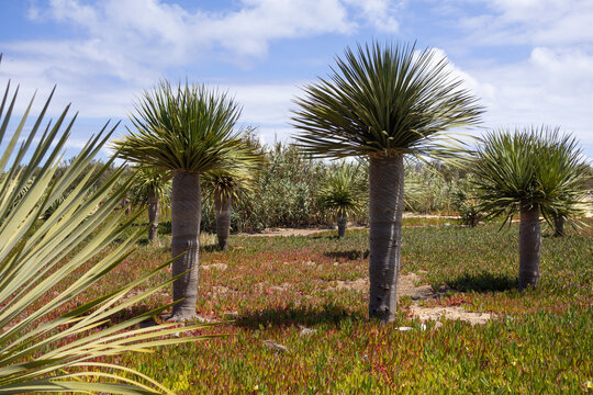 Dracaena Draco trees, Porto Santo Island