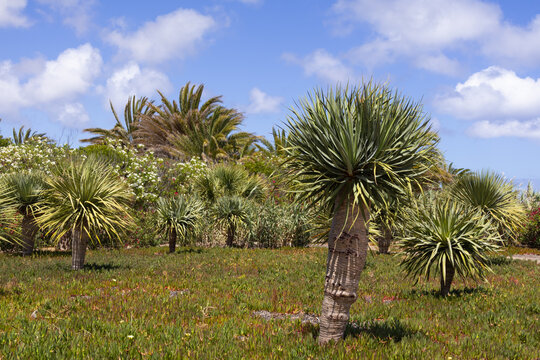 Dracaena Draco trees, Porto Santo Island