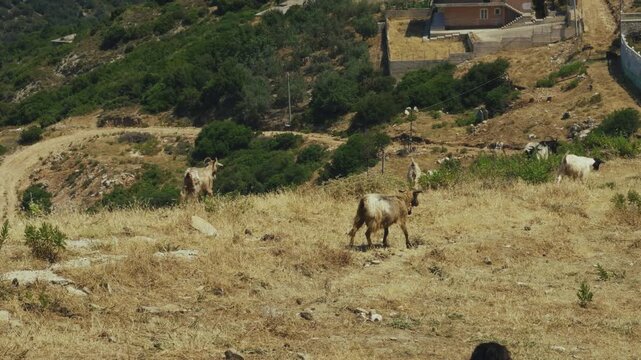 Domestic Goats Grazing On Dry Grassy Hillside In Mountain Countrysidey. Livestock Animals Walking On Rural Eco Farm 