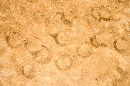 Horse hoof prints and loose horse hair left on the packed earth of Piazza del Campo after the historic Palio horse race in Siena, Italy. 