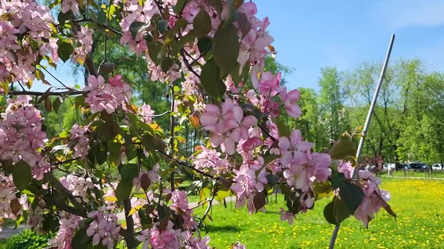 A pink branch with apple blossoms is swaying in the wind