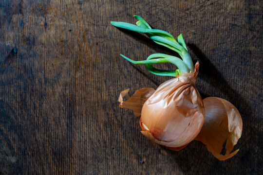Sprouted yellow onion with green scallions. Top view sprouted golden onion bulb with fresh green shoots on rustic dark wooden table background with copy space representing agriculture and cooking