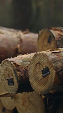 In a forest thicket, a heap of freshly cut pine logs rests, their ends exposed showing rough wood texture. The pile results from recent wood cutting in forestry, providing raw lumber for manufacture