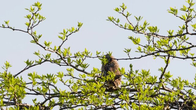 Short-eared Owl (Asio flammeus) perches quietly on a tree branch in its natural habitat, attentively watching its surroundings. Beautiful slow-motion wildlife footage capturing the calm behavior of th