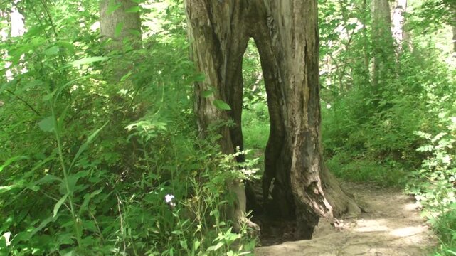 The Door of the Wallin Creek Hollow Tree