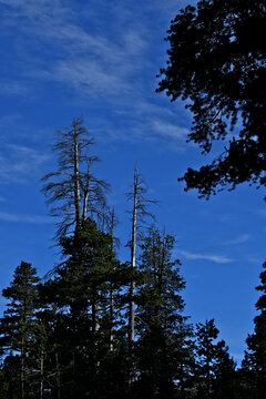 Crown dieback of mature conifers, Highway 4, Central Sierra Nevada Mountains, California 