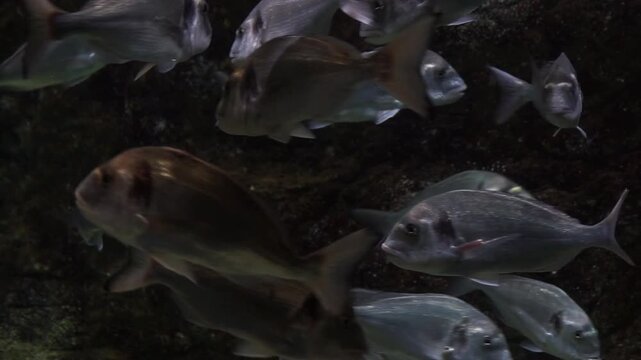 A large school of silvery gilt-head sea bream swimming together in front of a dark, rocky underwater wall.