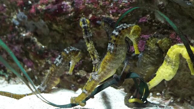 A cluster of yellow and dark speckled seahorses gathering on the sandy bottom, using their prehensile tails to anchor themselves.