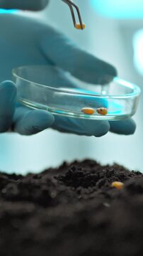 Specialist in laboratory plants genetically modified corn grains into prepared soil, conducting controlled experiment on laboratory food cultivation, with lab benches and scientific equipment visible