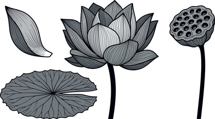 Lotus flower vector illustration set with monochrome hand drawn blossom lily pad leaf petal and seed pod isolated on white background for vintage design © Nasrin