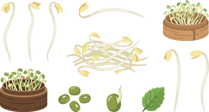 Bean sprouts vector illustration set with fresh mung beans pile of microgreens wooden basket leaf and raw germinated seedlings isolated on white background