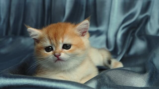 Cute British golden chinchilla kitten resting on blanket and staring into camera. Fluffy domestic pet, cozy home and adorable animal concept