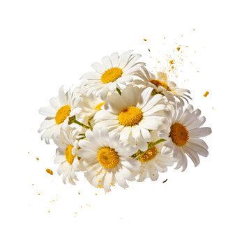 Floating bouquet of fresh white daisy flowers with pollen particles on white background