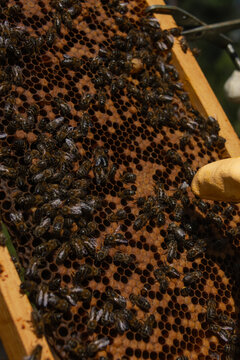 Close-up of honeycomb frame with bees and gloved finger vertical