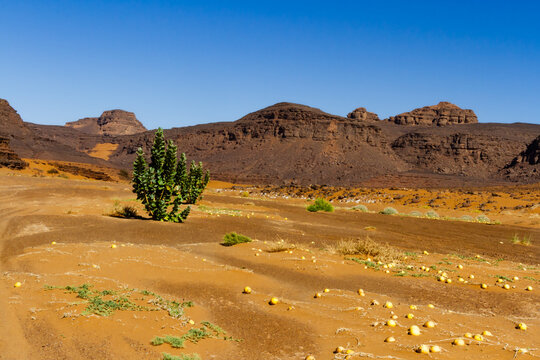 Green &ldquo;Apple of Sodom&rdquo; shrubs (Calotropis procera) and ripe colocynth fruits (Citrullus colocynthis). The Tadrart Rouge mountains are visible in the background. Tassili N'Ajjer National Park, Algeria