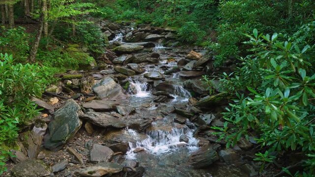 Idyllic woodland stream with small waterfalls flowing through mossy rocks and dense forest vegetation, forming a serene and untouched natural scene.