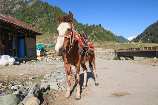 A Worker Pony Horse standing on road for Tourist Rides in Sonamarg, Kashmir, India with Scenic Mountain Landscape