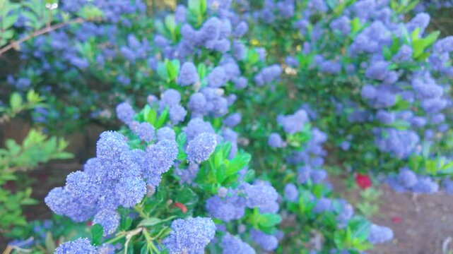 Slow motion close up of blue California lilac flowers blooming on ceanothus shrub