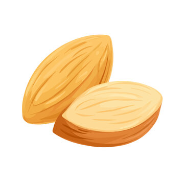 Modern flat 2D vector illustration of a Almond, minimal design style on a white background.