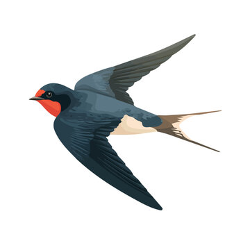 Flat 2D minimalist illustration of a Swallow, modern vector design with white background.