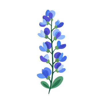 Flat 2D minimalist illustration of a Baptisia, modern vector design with white background.