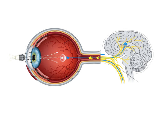 a complex, detailed cross-sectional anatomical diagram of a stylized feline (cat) eye, optic nerve, and visual cortex, showing light rays and neural pathways on a transparent background. concept of