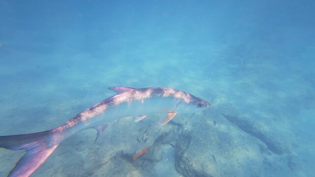 tarpon swimming in ocean