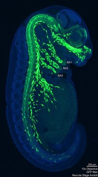 Axolotl Neural Crest Migration Fluorescence GFP Microscopy Developmental Biology Science