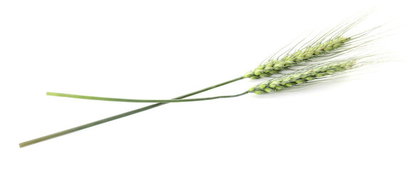Fototapeta premium Two green wheat spikes isolated on white