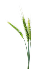 Fototapeta premium Three green wheat spikes isolated on white
