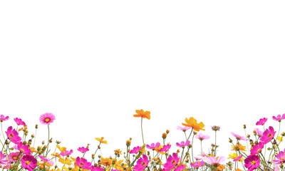 Obraz premium multicolored orangr red pink yellow flowers png, flower field png, plant png, wildflowers png, . Flowers on Transparent Background. bouquet of summer wildflowers field on transparent background 