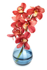 Beautiful orchid flowers in vase isolated on white © New Africa