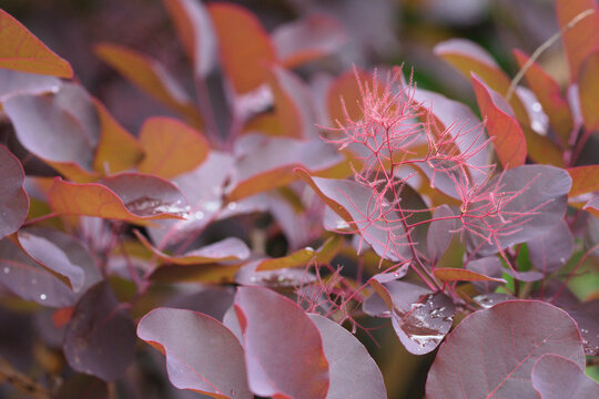 Cotinus Coggygria shrub that's also known as royal purple smoke bush.