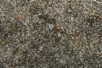 Rough Concrete Surface with Small Stones and Colorful Lichen Texture © Rgfx