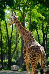 Obraz premium giraffe in the zoo