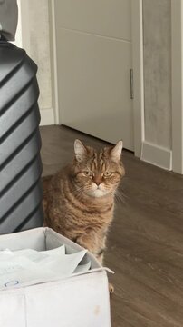 Grumpy Tabby Cat: A domestic short-haired tabby cat with a distinctive striped coat sits indoors, looking unimpressed with a slightly squinting expression, possibly judging its surroundings.