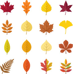 Fototapeta premium Collection of various colorful autumn leaves on white background