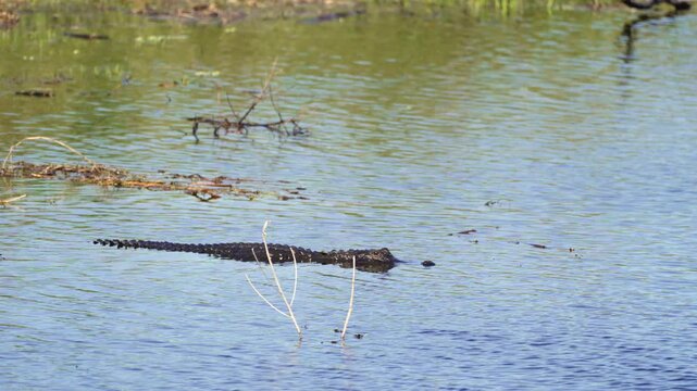 Wild American alligator gliding through calm swamp water surrounded by green vegetation in Florida wetlands.