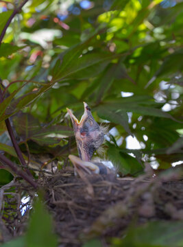 Baby Robbins with open mouth and head reach up for food from mother