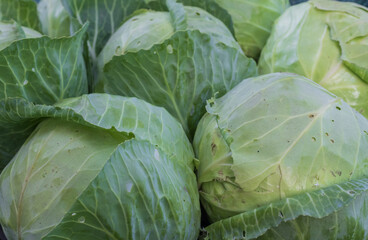 Fototapeta premium Fresh harvested white cabbage heads with green leaves from farm ready for market and healthy cooking