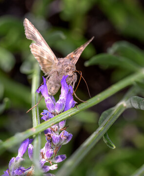 Macro shot of a moth feeding on a purple lavender flower
