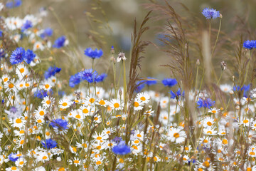 Summer meadows full of blooming blue cornflowers © anettastar