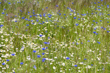 Summer meadows full of blooming blue cornflowers © anettastar