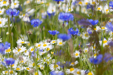 Summer meadows full of blooming blue cornflowers © anettastar
