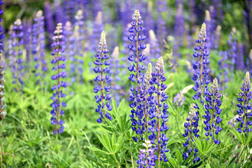 Obraz premium Blooming lupine flower. Lupine, a field of lupine with pink purple and blue flowers. Bouquet of lupines summer floral background. Lupine field. Purple spring and summer flower