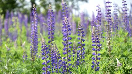 Obraz premium Blooming lupine flower. Lupine, a field of lupine with pink purple and blue flowers. Bouquet of lupines summer floral background. Lupine field. Purple spring and summer flower